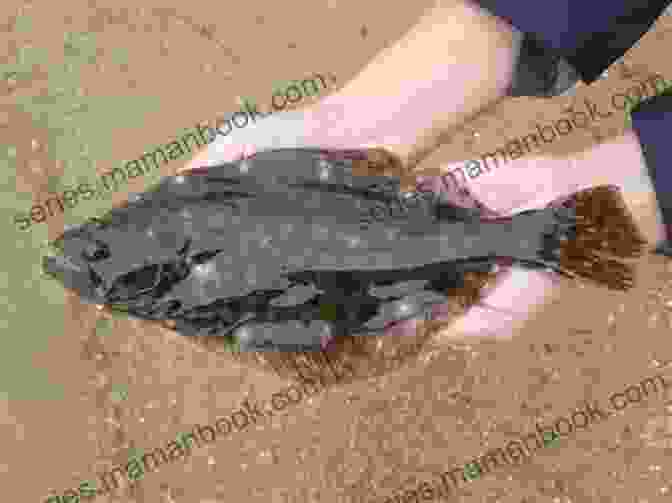 A Close Up Photograph Of A Brown Flounder Resting On The Sandy Bottom Of Barnegat Bay. Brown Bottoms Of Barnegat Bay (Jayne S Nature (e Text Editions))