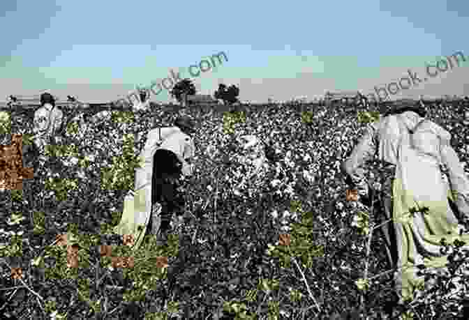 A Panoramic View Of A Cotton Plantation During Harvest Time, With Workers Picking Cotton Bolls From The Field Empire Of Cotton: A Global History