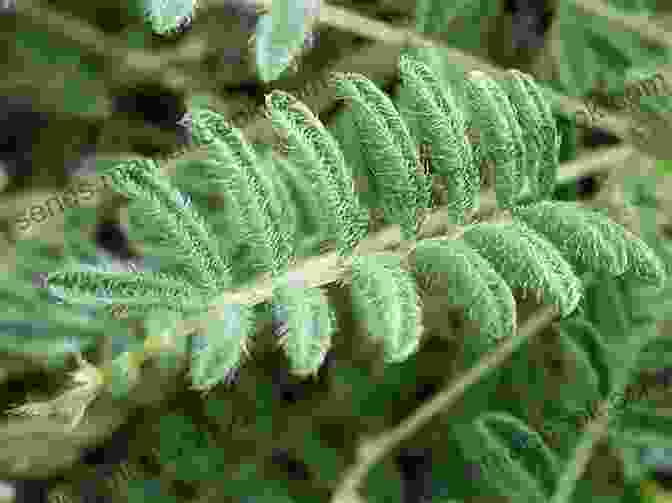 Astragalus Plant With Small, Hairy Leaves 40 Healing Plants And Herbs: The Medicine Chest Of Native American Tribes (Medicinal And Edible Plants And Herbs Learning From Our Natural Environment)