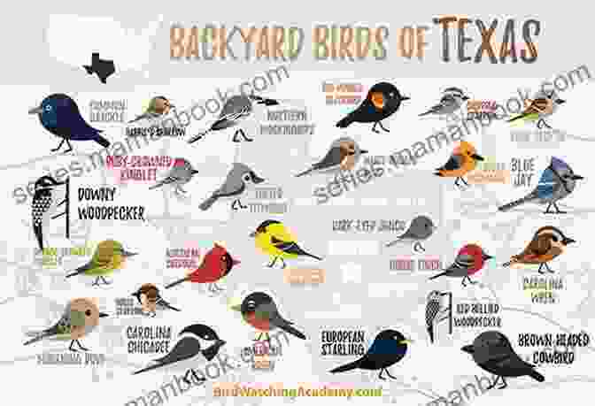 Birdwatching For Kids The Kids Guide To Birds Of Texas: Fun Facts Activities And 90 Cool Birds (Birding Children S Books)