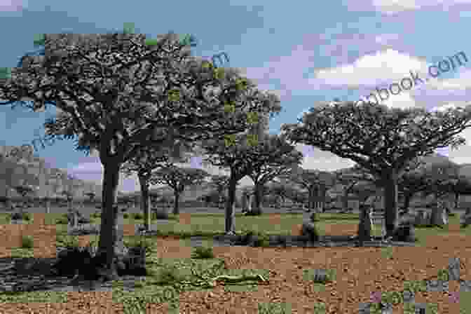 Boswellia Tree With Thick Bark And Green Leaves 40 Healing Plants And Herbs: The Medicine Chest Of Native American Tribes (Medicinal And Edible Plants And Herbs Learning From Our Natural Environment)