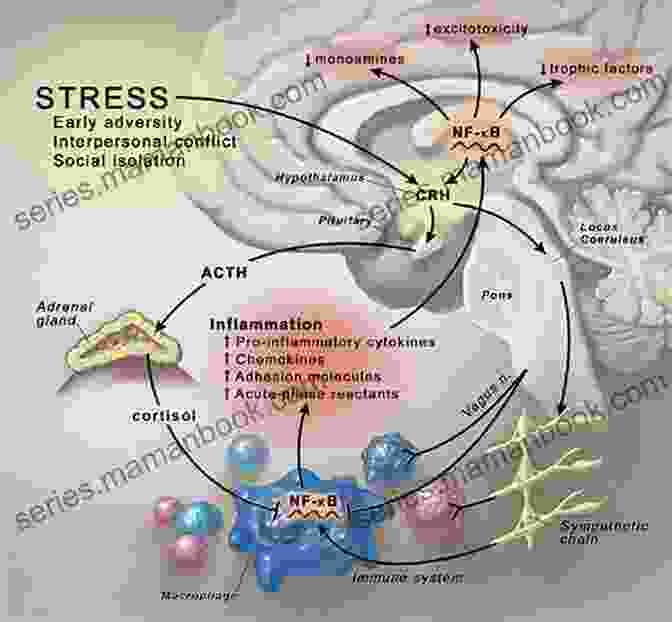 Brain Scan Showing The Activation Of Stress Response Pathways In The Brain Conquering Infertility: Dr Alice Domar S Mind/Body Guide To Enhancing Fertility And Coping With Inferti Lity