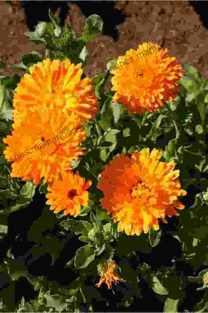 Calendula Plant With Bright Orange Flower Heads 40 Healing Plants And Herbs: The Medicine Chest Of Native American Tribes (Medicinal And Edible Plants And Herbs Learning From Our Natural Environment)