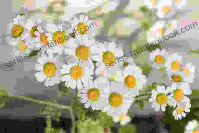 Chamomile Plant With White And Yellow Daisy Like Flowers 40 Healing Plants And Herbs: The Medicine Chest Of Native American Tribes (Medicinal And Edible Plants And Herbs Learning From Our Natural Environment)