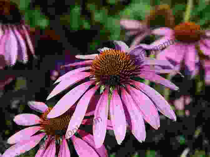 Echinacea Plant With Purple Flower Head 40 Healing Plants And Herbs: The Medicine Chest Of Native American Tribes (Medicinal And Edible Plants And Herbs Learning From Our Natural Environment)