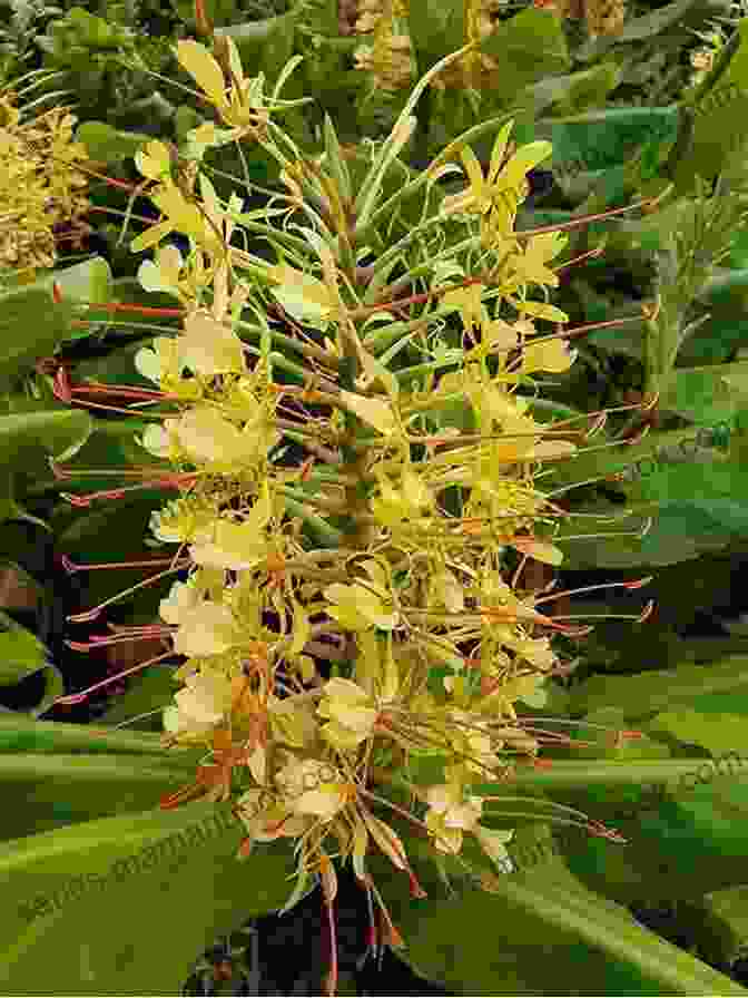 Ginger Plant With Yellow Flower Buds And Green Leaves 40 Healing Plants And Herbs: The Medicine Chest Of Native American Tribes (Medicinal And Edible Plants And Herbs Learning From Our Natural Environment)