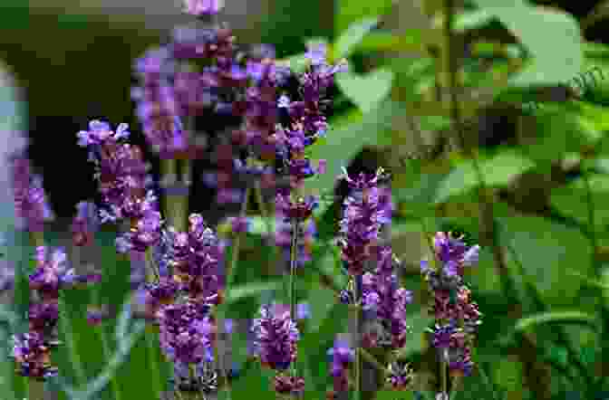 Lavender Plant With Purple Flowers In Bloom 40 Healing Plants And Herbs: The Medicine Chest Of Native American Tribes (Medicinal And Edible Plants And Herbs Learning From Our Natural Environment)