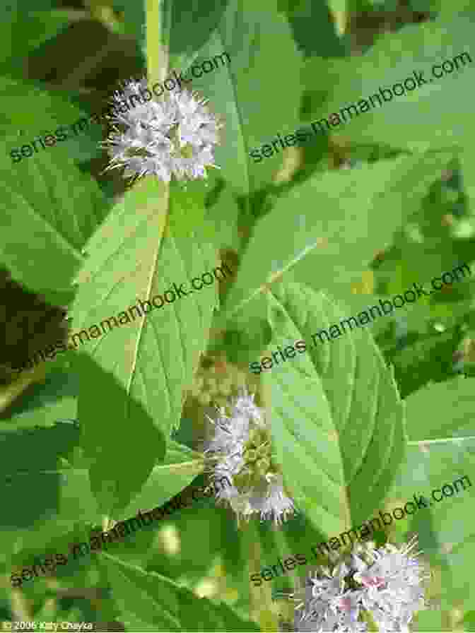 Peppermint Plant With Serrated Leaves And Purple Flowers 40 Healing Plants And Herbs: The Medicine Chest Of Native American Tribes (Medicinal And Edible Plants And Herbs Learning From Our Natural Environment)