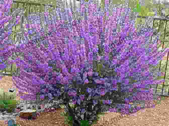 Sage Plant With Gray Green Leaves And Purple Flowers 40 Healing Plants And Herbs: The Medicine Chest Of Native American Tribes (Medicinal And Edible Plants And Herbs Learning From Our Natural Environment)