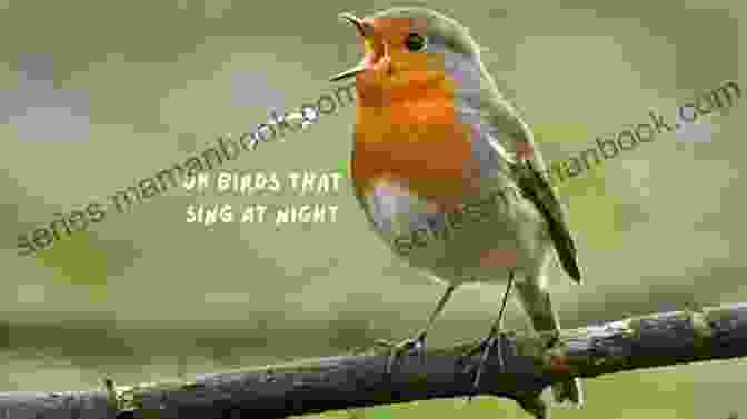 The Bird Who Could Sing In The Dark The Kids Guide To Birds Of Texas: Fun Facts Activities And 90 Cool Birds (Birding Children S Books)