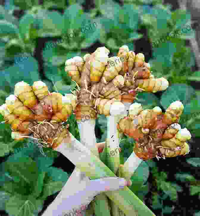 Turmeric Plant With Yellow Root And Green Leaves 40 Healing Plants And Herbs: The Medicine Chest Of Native American Tribes (Medicinal And Edible Plants And Herbs Learning From Our Natural Environment)