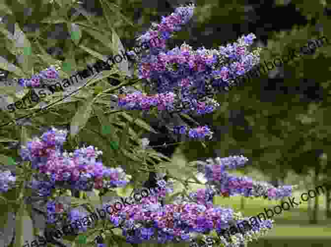 Vitex Plant With Clusters Of Purple Flowers 40 Healing Plants And Herbs: The Medicine Chest Of Native American Tribes (Medicinal And Edible Plants And Herbs Learning From Our Natural Environment)