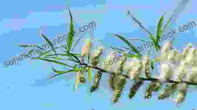 Willow Tree With Long, Narrow Leaves And Catkins 40 Healing Plants And Herbs: The Medicine Chest Of Native American Tribes (Medicinal And Edible Plants And Herbs Learning From Our Natural Environment)